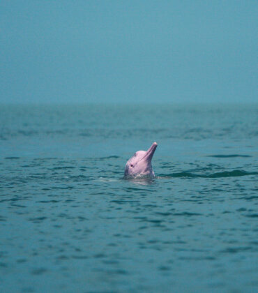 Pinks Dolphins Tour