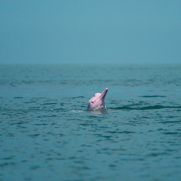 Pinks Dolphins Tour